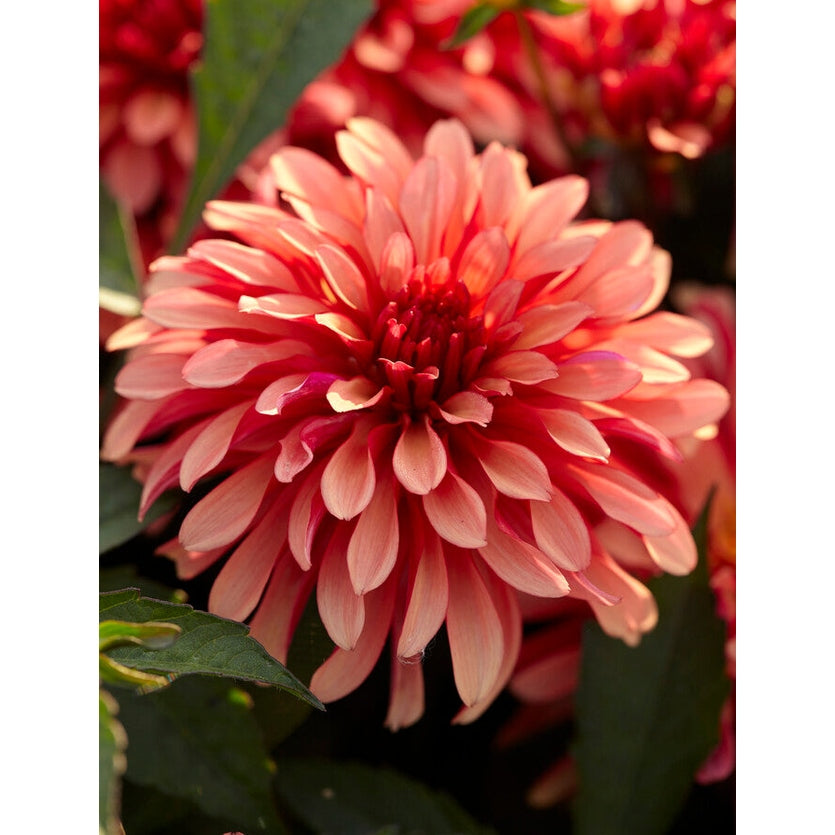 Dahlia Gallerie Art Deco 1-pak Nyhet